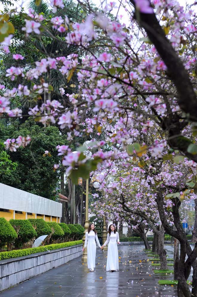 Flores de bauhinia adornan las calles de Hanoi ảnh 2