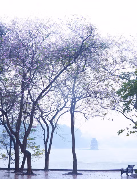 Flores de bauhinia adornan las calles de Hanoi ảnh 1