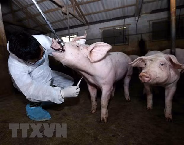 Controlan brote de fiebre porcina africana en Hanoi ảnh 1 Controlan brote de fiebre porcina africana en Hanoi ảnh 1