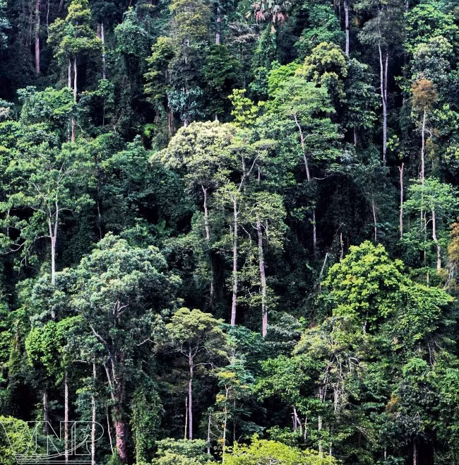 La reserva natural de Pu Luong, destino fascinante para aventureros en Vietnam ảnh 4