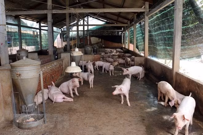 Desmiente Vietnam información sobre recomendación de FAO respecto a peste porcina ảnh 1 Desmiente Vietnam información sobre recomendación de FAO respecto a peste porcina ảnh 1