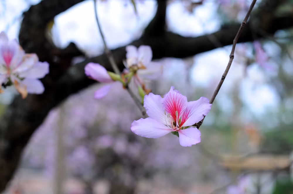 Flores de bauhinia adornan las calles de Hanoi ảnh 3