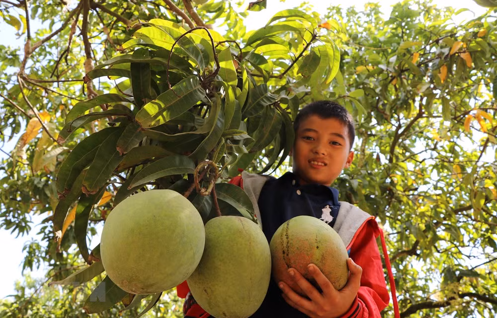 Aumenta Vietnam sus exportaciones de mangos ảnh 1