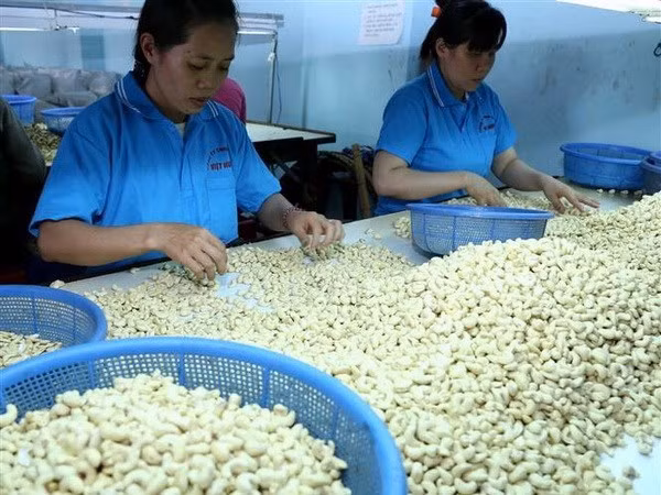 Trabaja Vietnam por construir marca nacional de anacardo ảnh 1