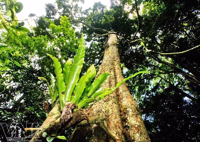 La reserva natural de Pu Luong, destino fascinante para aventureros en Vietnam ảnh 3
