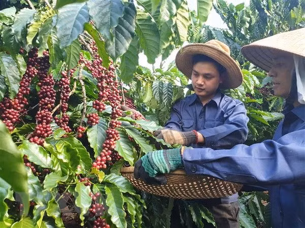 Presentarán el café vietnamita en Festival de Buon Ma Thuot 2019 ảnh 1 Presentarán el café vietnamita en Festival de Buon Ma Thuot 2019 ảnh 1