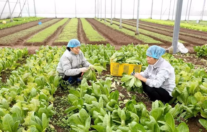 Planifica Vietnam llegar en 2020 a cinco mil millones de dólares en exportación de frutas y verduras ảnh 1