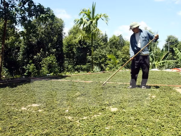 Sur y Sureste de Asia cooperan en desarrollo rural ảnh 1 Sur y Sureste de Asia cooperan en desarrollo rural ảnh 1