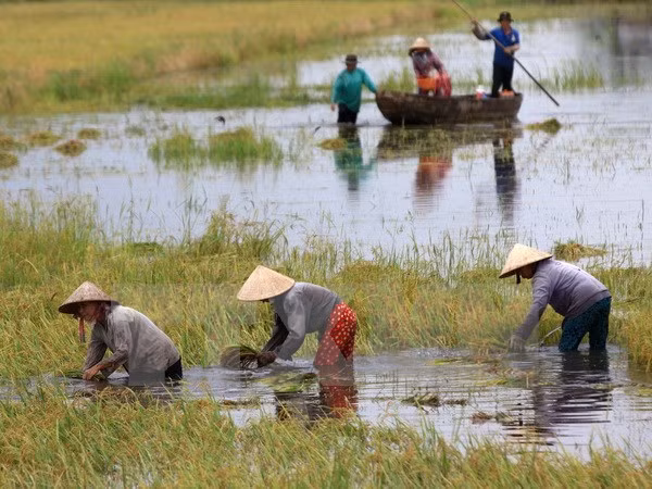 Más de 70 por ciento de empresas en Delta Mekong dañadas por cambio climático ảnh 1