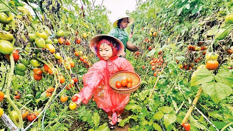 Promover el turismo ecológico en Vietnam ảnh 2