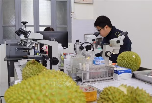 Lang Son refuerza la cuarentena de productos agrícolas transfronterizos ảnh 1