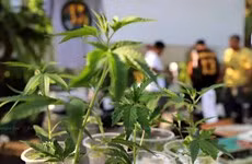 Tailandia prohibirá el uso recreativo del cannabis ảnh 1