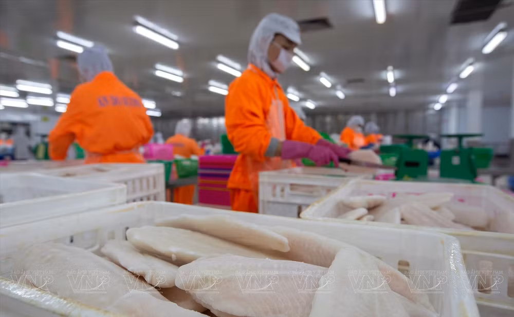 Empresa vietnamita NAVICO, segunda exportadora de pescado tra del mundo ảnh 2