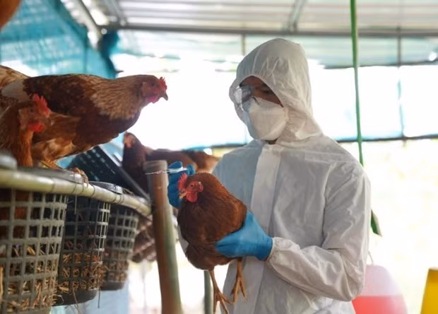 Detectan brote de gripe aviar H5N1 en Laos ảnh 1