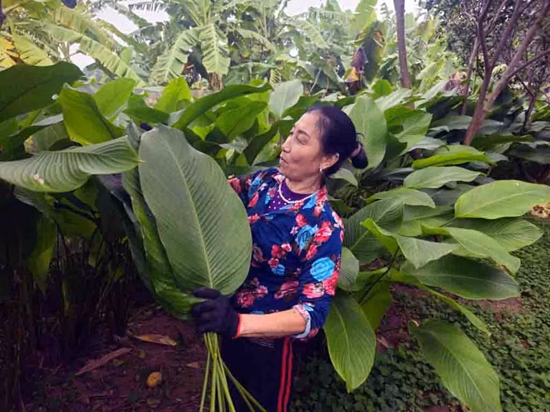Visitan aldea productora de hojas dong en Hanoi con motivo del Tet 2024 ảnh 1
