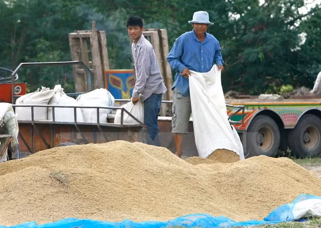 Aprueba gobierno tailandés programa de subvención del precio de arroz ảnh 1 Aprueba gobierno tailandés programa de subvención del precio de arroz ảnh 1