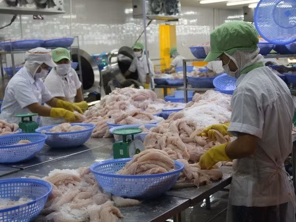 Súbito auge de ventas vietnamitas de pescado Tra a Estados Unidos ảnh 1 Súbito auge de ventas vietnamitas de pescado Tra a Estados Unidos ảnh 1