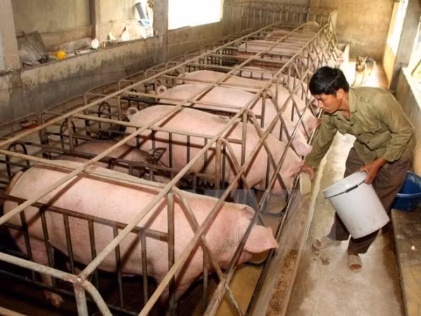 Vietnam impulsa el desarrollo de industria ganadera ảnh 1