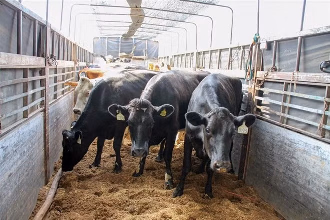 Empresa vietnamita Vinamilk importa 200 vacas lecheras de Australia ảnh 1
