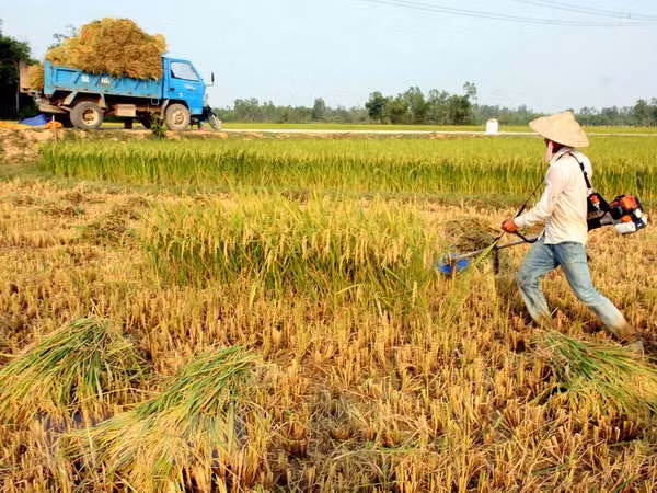 Comunidad de ASEAN hacia una agricultura creativa e innovadora ảnh 1
