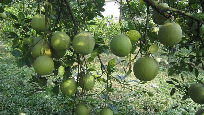 Provincia norvietnamita Phu Tho adopta estrategia para promover marcas comerciales ảnh 1 Provincia norvietnamita Phu Tho adopta estrategia para promover marcas comerciales ảnh 1