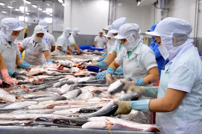 Exportación de pescado Tra de Vietnam alcanzará dos mil millones de dólares ảnh 1
