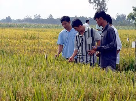 Vietnam promueve cooperación con Surcorea en cadena de valor de producción agrícola ảnh 1 Vietnam promueve cooperación con Surcorea en cadena de valor de producción agrícola ảnh 1