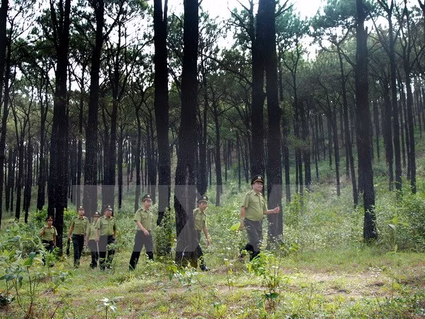 Une Vietnam a la red internacional de gestión forestal sostenible ảnh 1