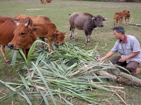Alcanza Vietnam logros impresionantes en reducción de pobreza ảnh 1