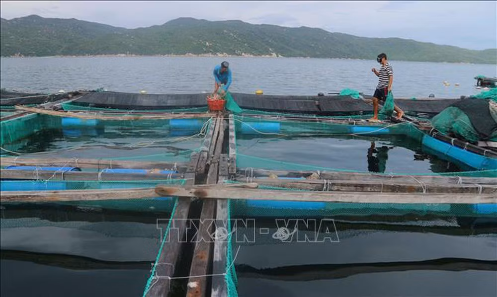 Capital de la industria camaronera de Vietnam ảnh 1