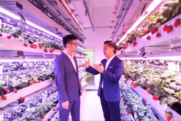 Singapur aplica alta tecnología en el cultivo de fresas en Malasia y Tailandia ảnh 1