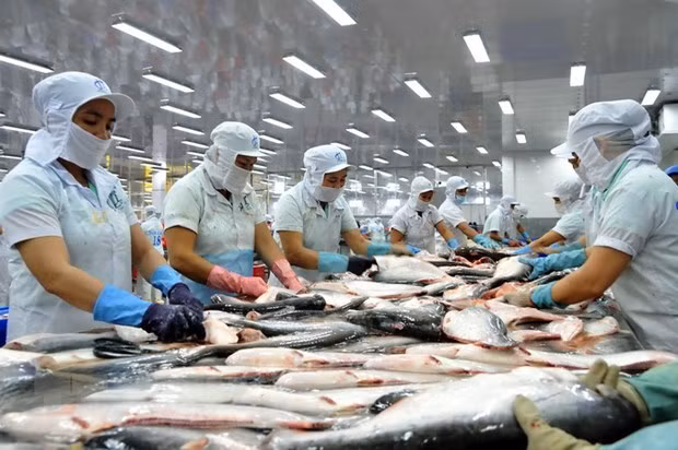 Empresas vietnamitas aprovechan subproductos del pescado Tra ảnh 1