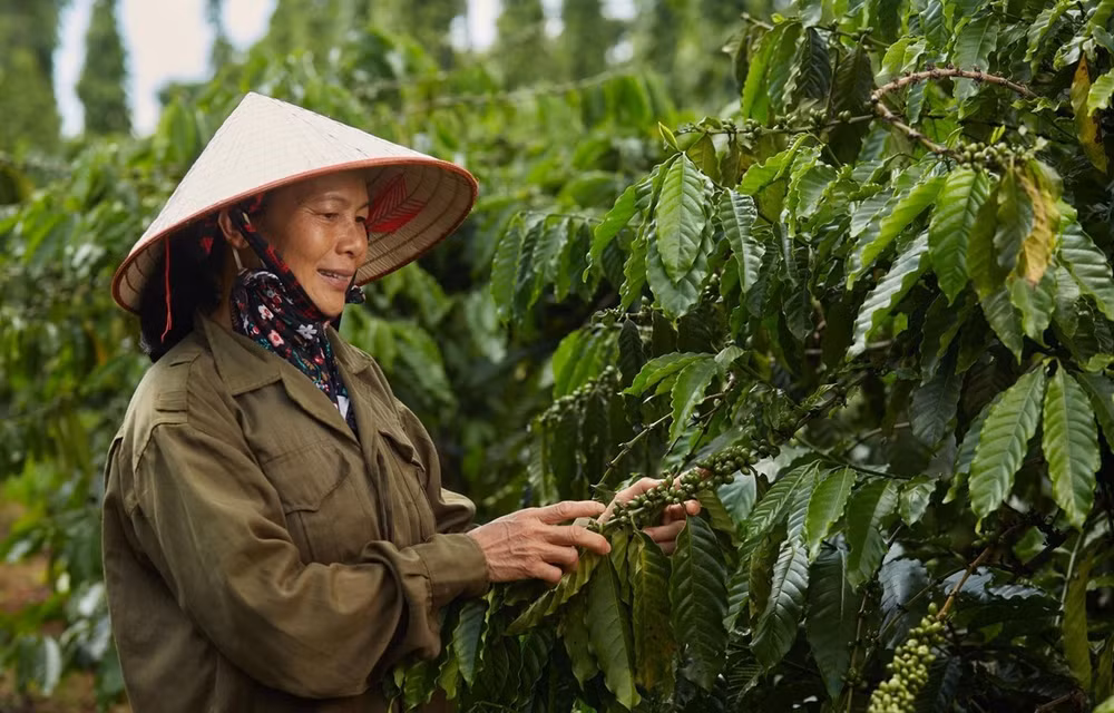 Nestlé ayuda a Vietnam a promover el modelo de agricultura regenerativa ảnh 1 Nestlé ayuda a Vietnam a promover el modelo de agricultura regenerativa ảnh 1