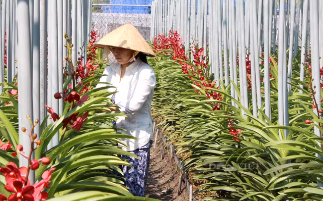Ciudad Ho Chi Minh mejora capacidad de producción de flores y plantas ornamentales para exportación ảnh 1