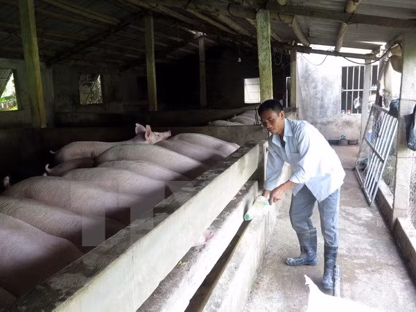 Empresa vietnamita busca penetrar en mercado sudcoreano de carne porcina ảnh 1