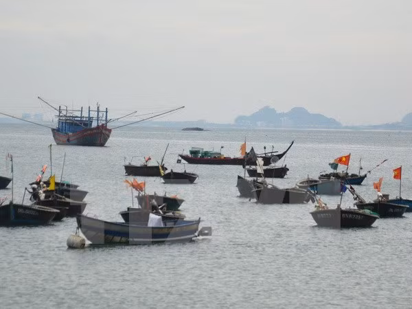 Desafíos y orientación de la conservación marina en Vietnam ảnh 1