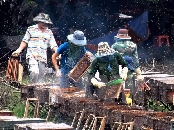 Vietnam busca impulsar exportación de miel a Unión Europea ảnh 1
