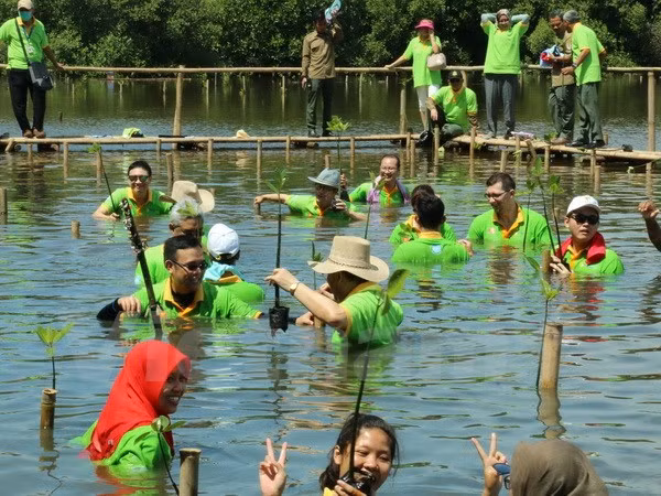 ASEAN por impulsar conservación medioambiental mediante ampliación de manglares ảnh 1