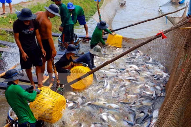 Vietnam busca impulsar exportaciones de pescado Tra a UE ảnh 1