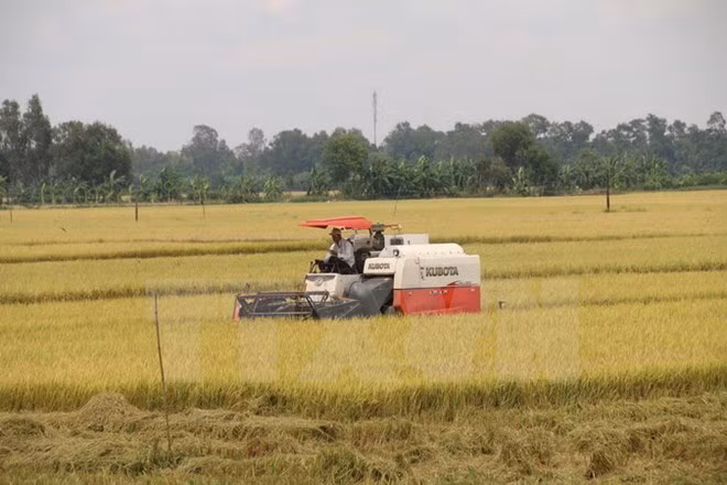 Tailandia busca dominar mercado de arroz de Hong Kong (China) ảnh 1