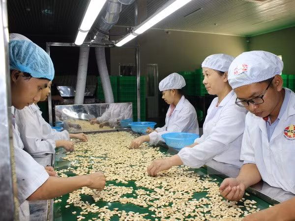 Vietnam ingresa casi tres mil millones de dólares por exportación de anacardo ảnh 1