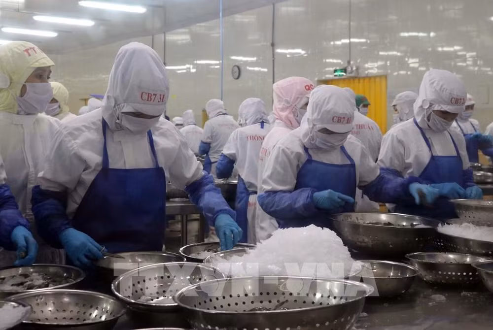 Experimenta Vietnam crecimiento en exportaciones de productos acuícolas ảnh 1 Experimenta Vietnam crecimiento en exportaciones de productos acuícolas ảnh 1