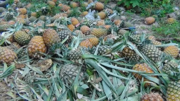 Tailandia apunta a lograr fondo multimillonario por exportaciones de alimentos ảnh 1