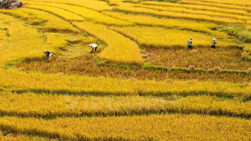 Publican primer informe anual de turismo de Vietnam ảnh 1