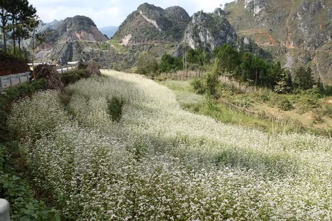Abre sus puertas Festival de flores de alforfón en meseta Dong Van ảnh 1