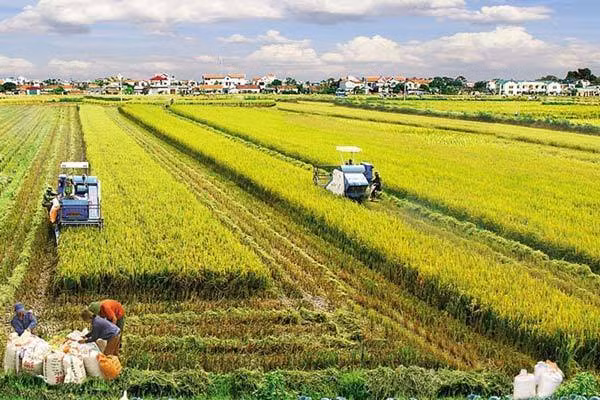 Vietnam busca atraer inversiones en agricultura y desarrollo rural ảnh 1