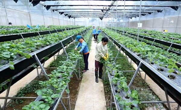 Vietnam busca atraer inversiones en agricultura y desarrollo rural ảnh 2