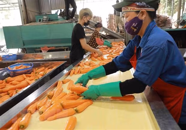 Lotes de 600 toneladas marcan inicio de exportación de zanahorias de provincia vietnamita ảnh 1