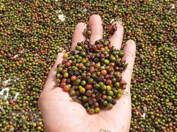 Exportaciones de pimienta de Vietnam pronostican crecimiento este año ảnh 1