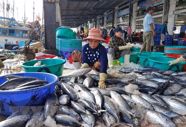 Pescadores de provincia vietnamita en temporada de cosecha de atún ảnh 1